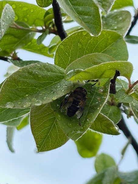 A bee hiding from the rain under a tree leaf