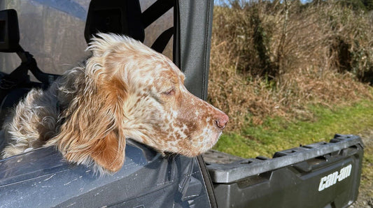 A picture of an English Setter looking out of a 4 wheel drive truck