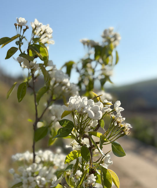 Natural Farming & Zero Waste
