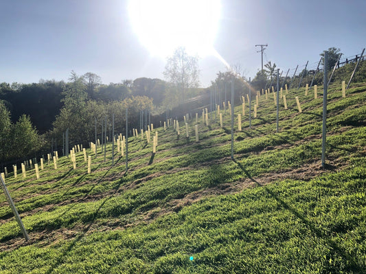 Sip Happens: Learning the Ropes of Vineyard Life